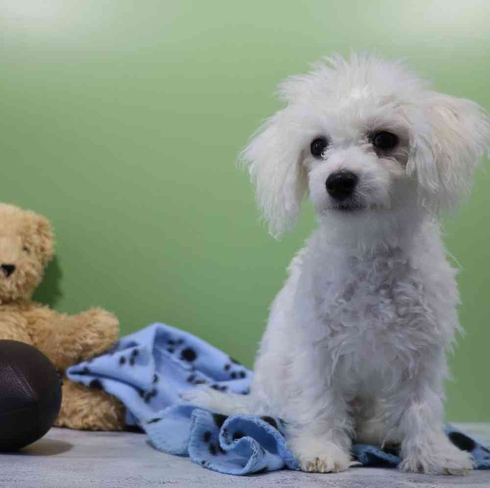 Male Bichon Puppy for Sale in Millersburg, IN