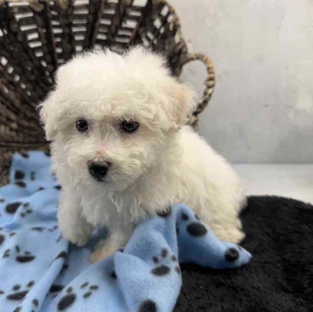 Male Bichon Puppy for Sale in Millersburg, IN