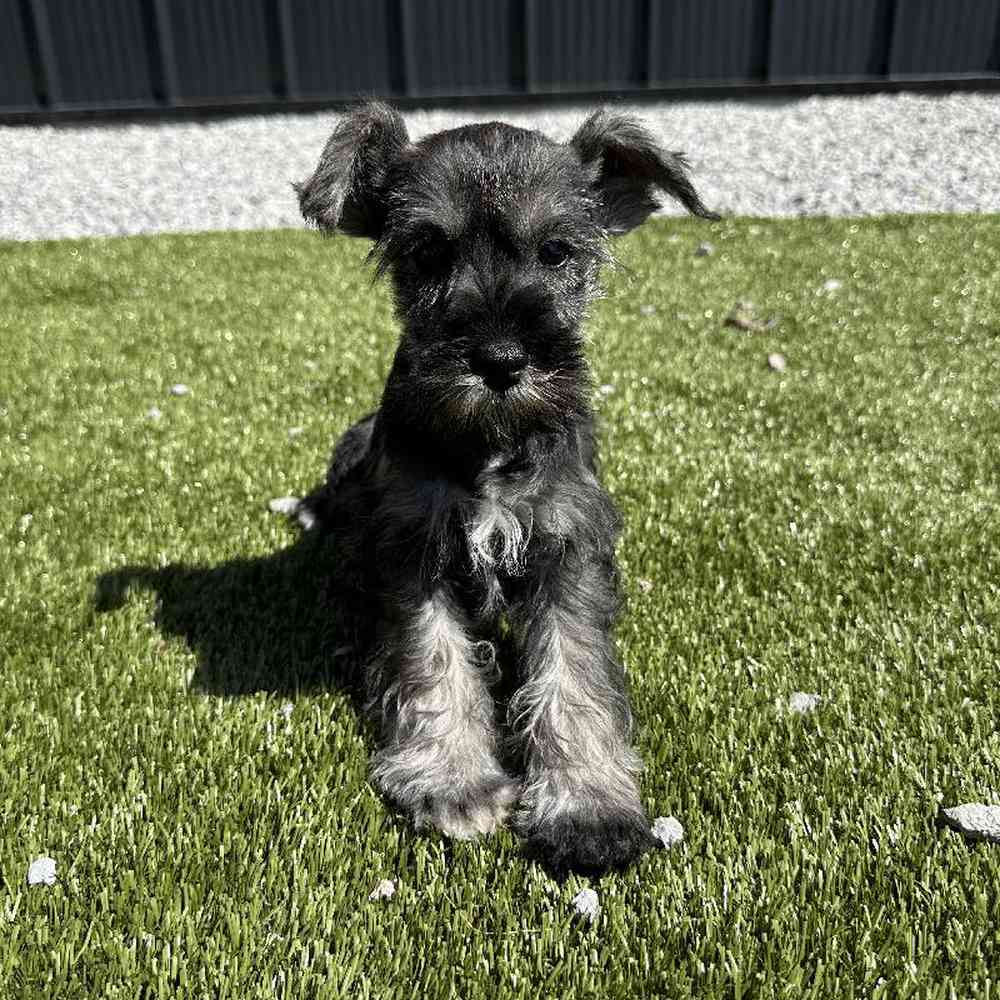 Male Mini Schnauzer Puppy for Sale in Millersburg, IN