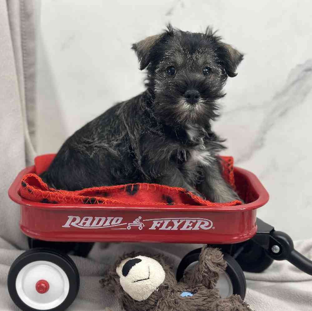 Male Mini Schnauzer Puppy for Sale in Millersburg, IN