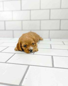 Cavapoo