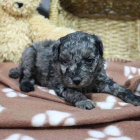 Mini Poodle
