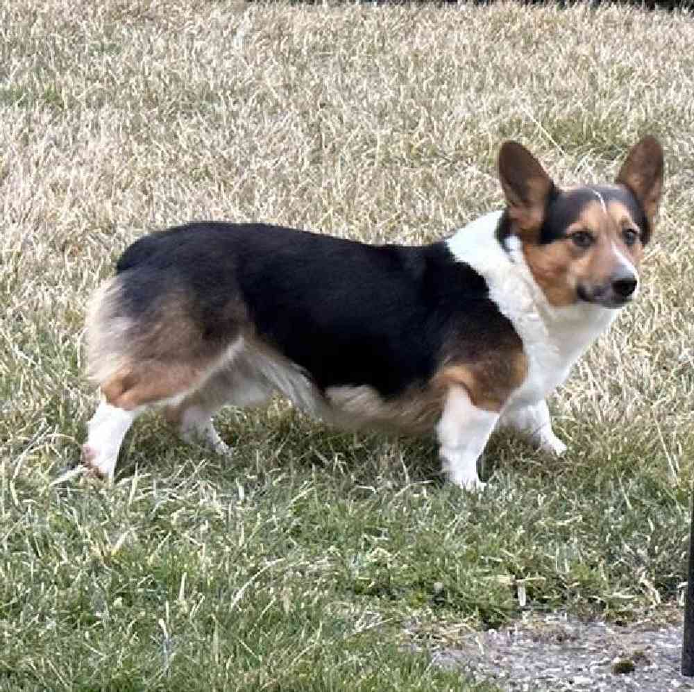 Female Pembroke Welsh Corgi Puppy for Sale in Millersburg, IN