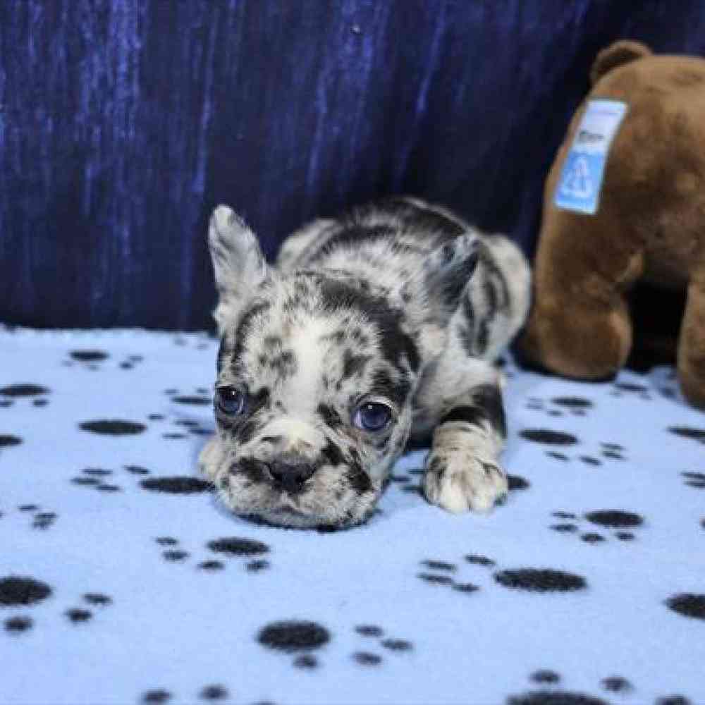 carousel pet images