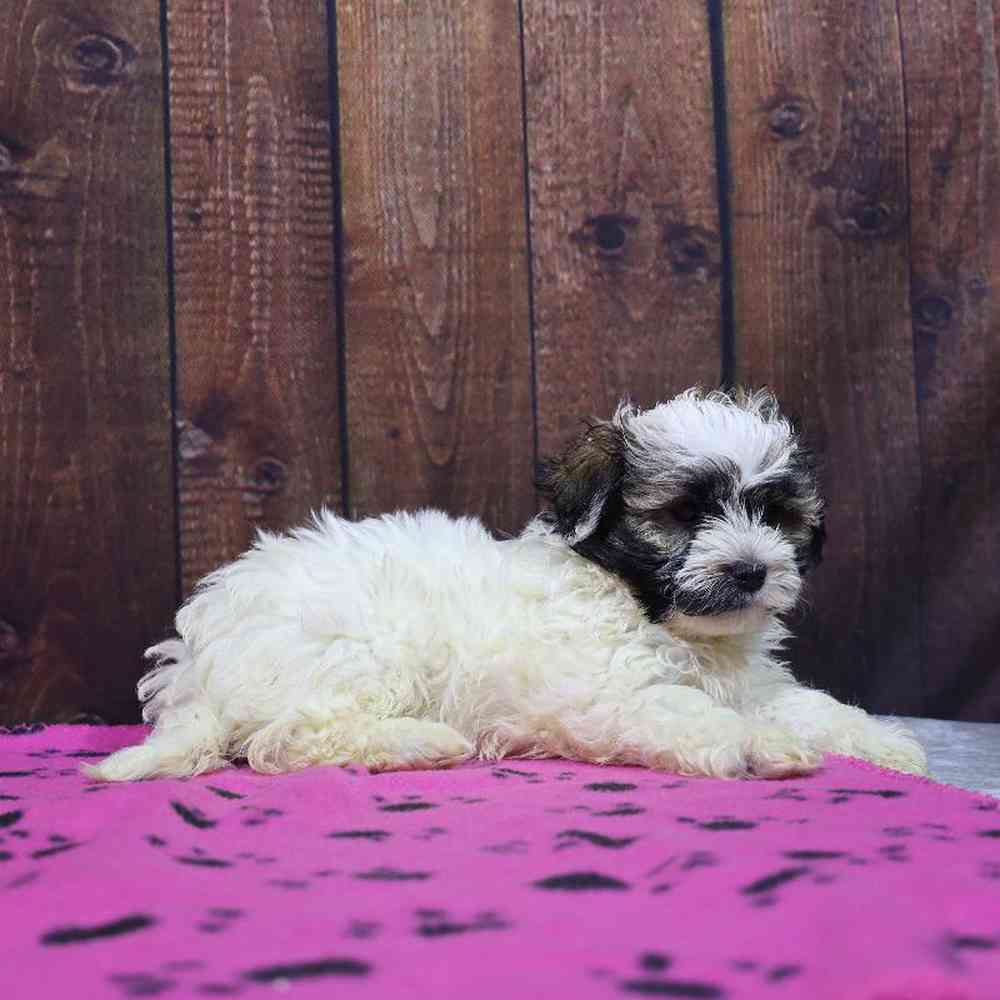 Female Havanese Puppy for Sale in Millersburg, IN