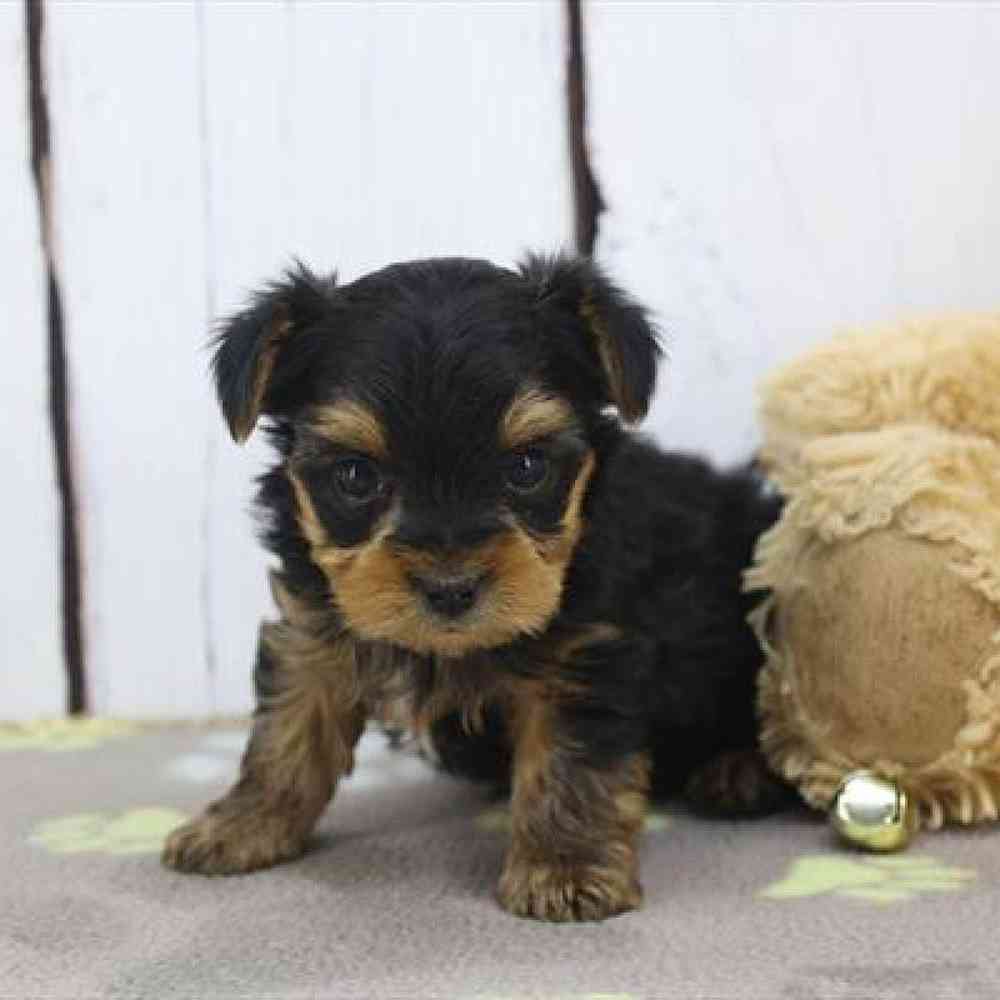 Image of a pet breed in the gallery