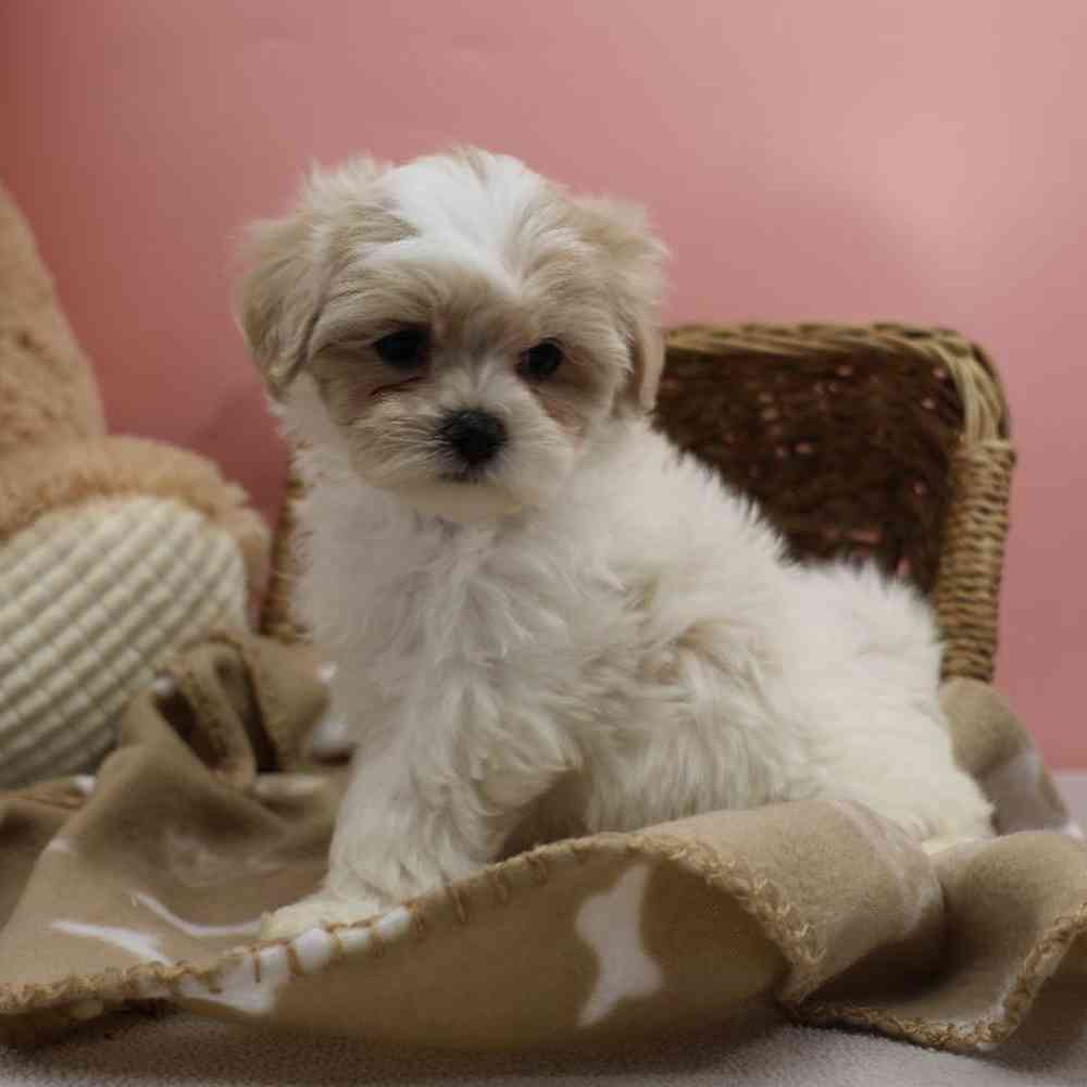 Female Malshi Puppy for Sale in Millersburg, IN