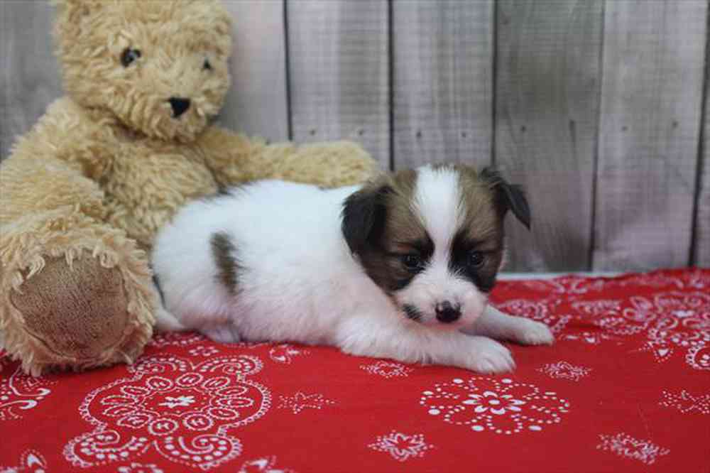 carousel pet images