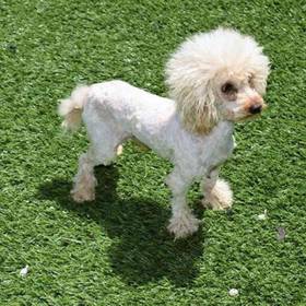 Cavapoo