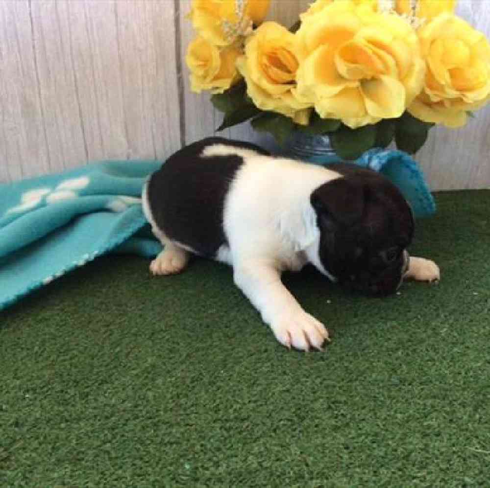carousel pet images