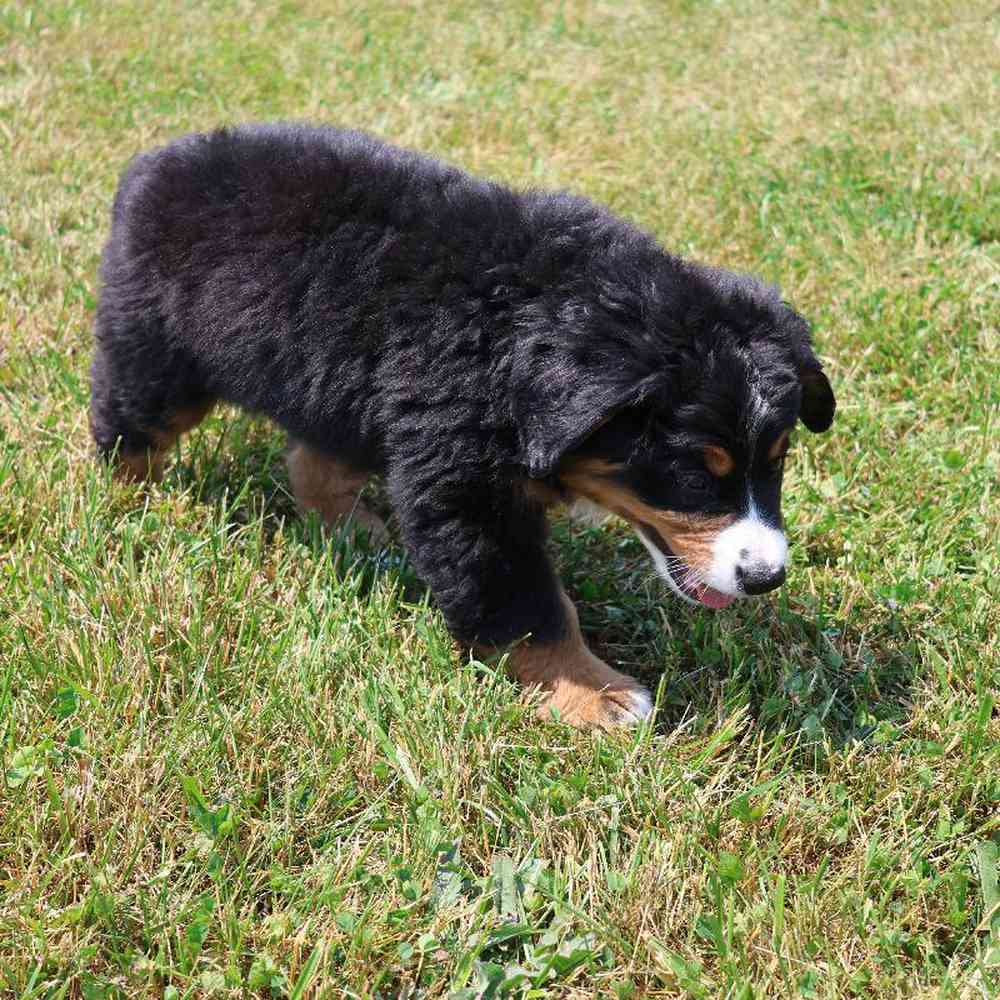 Female Bernese Mountain Dog Puppy for Sale in Millersburg, IN