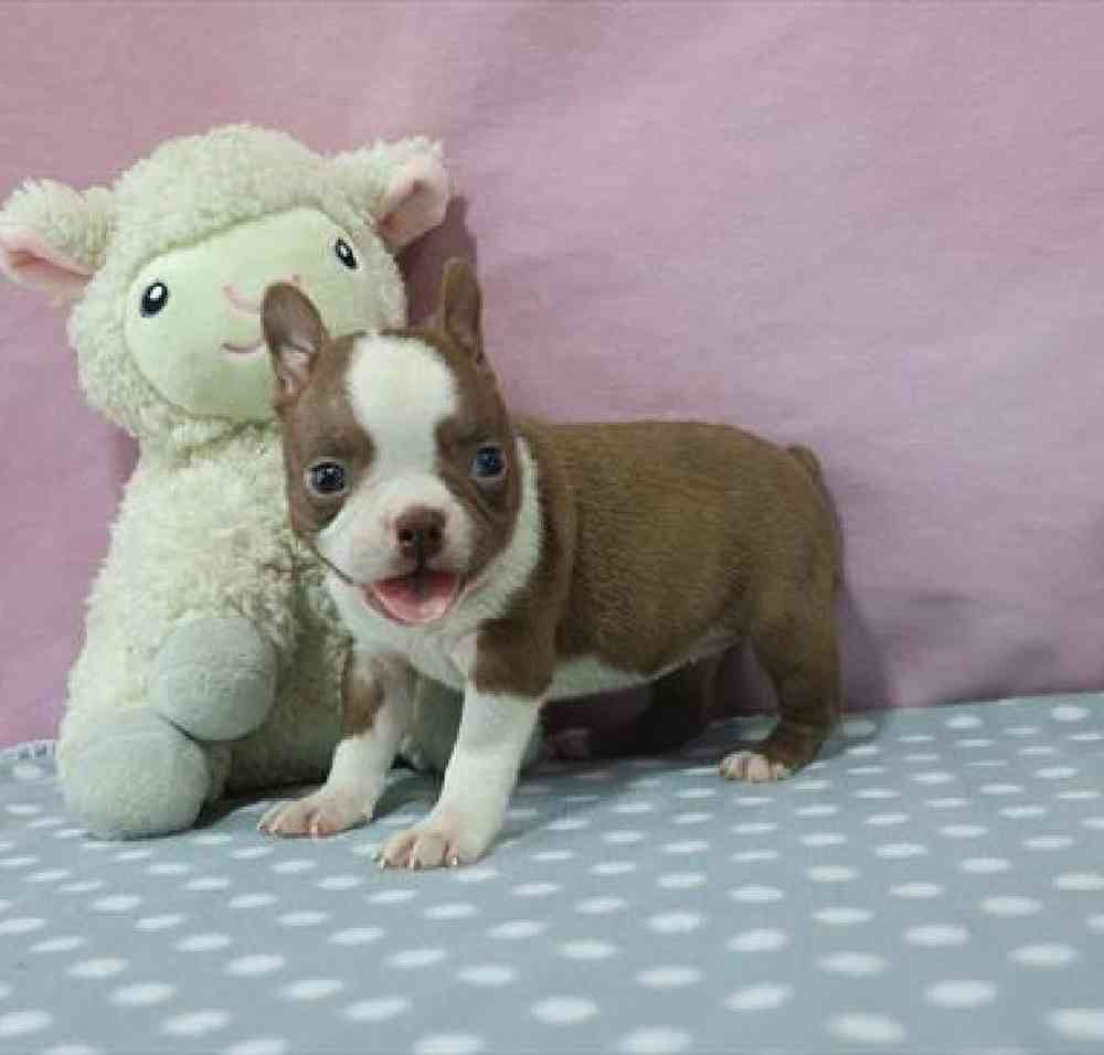 carousel pet images