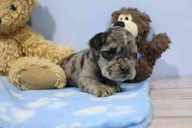 3/4 Frenchie 1/4 Bull Mastiff