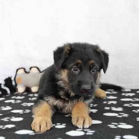German Shepherd