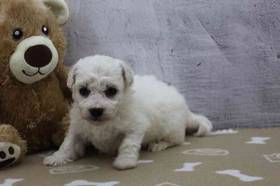 Bichon