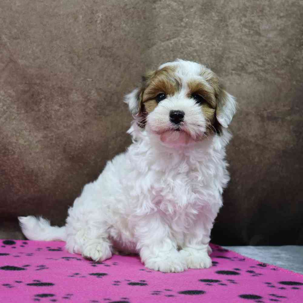 Female Maltipoo Puppy for Sale in Millersburg, IN