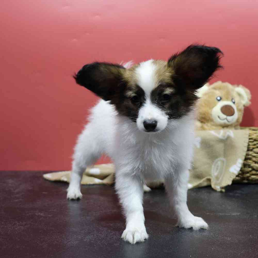 carousel pet images