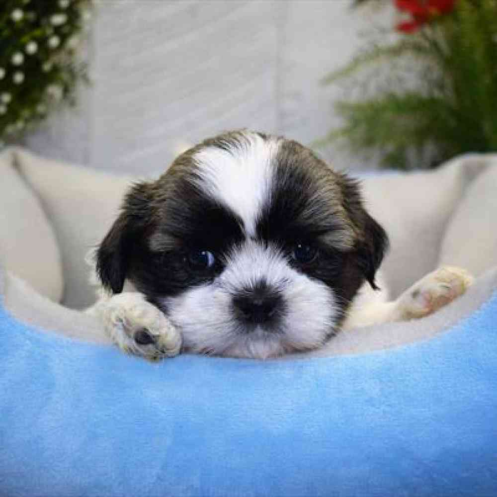 carousel pet images