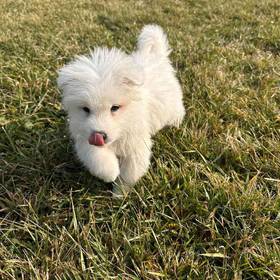 Samoyed
