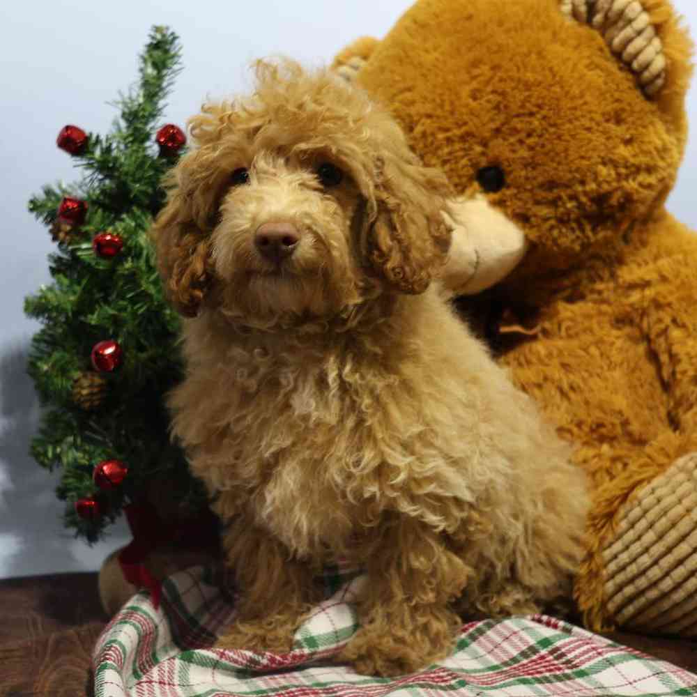 carousel pet images