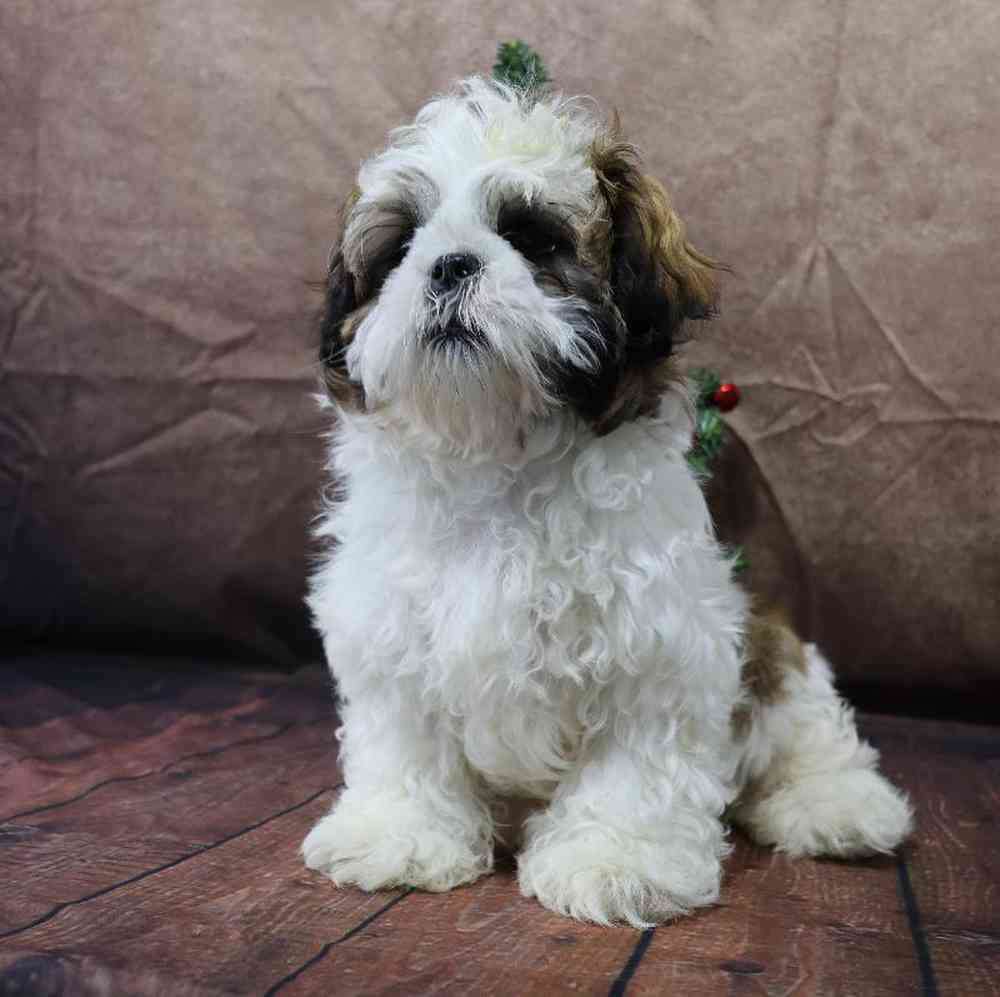 carousel pet images