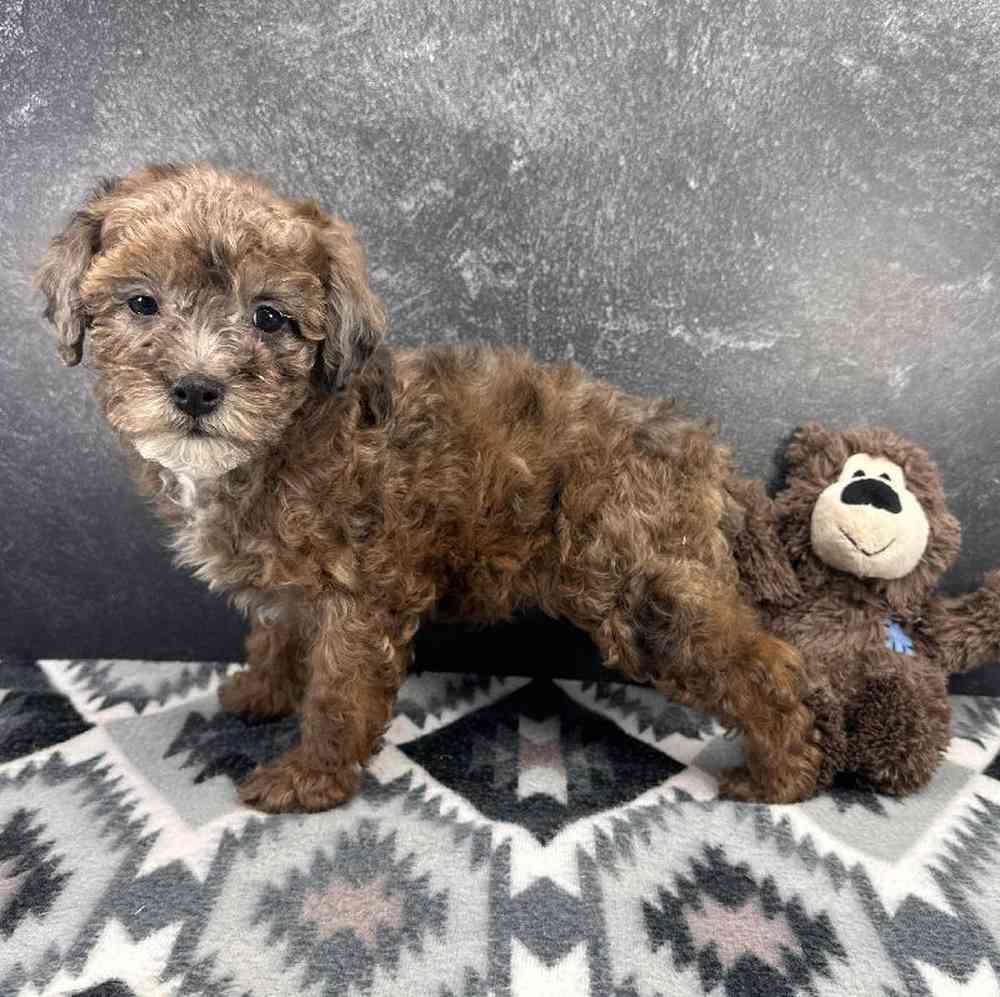 carousel pet images