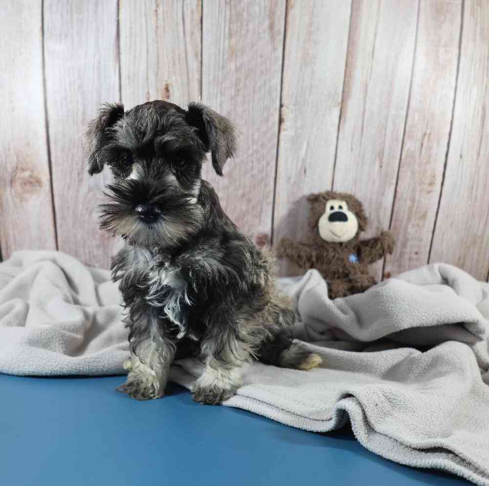 carousel pet images