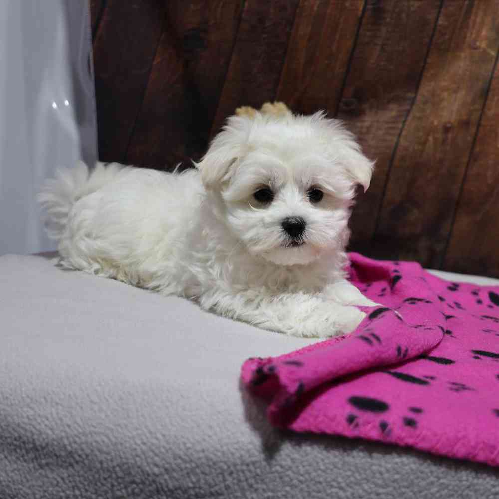 Female Maltese Puppy for Sale in Millersburg, IN