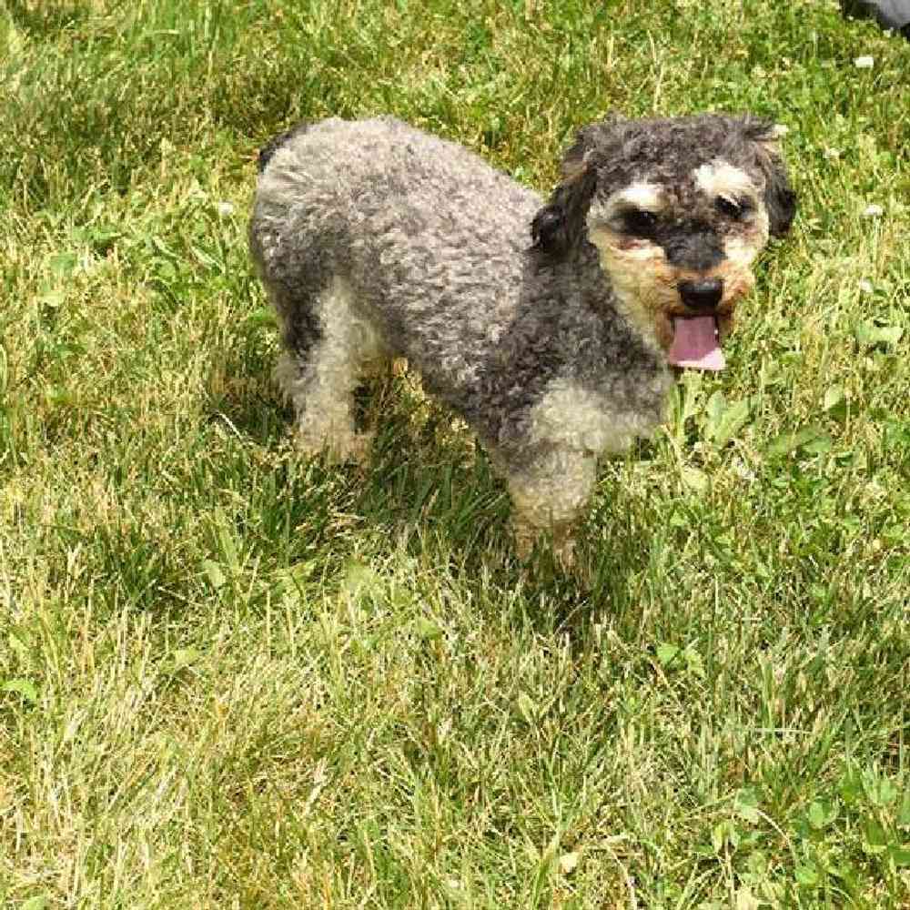 Female Hybrid Puppy for Sale in Millersburg, IN