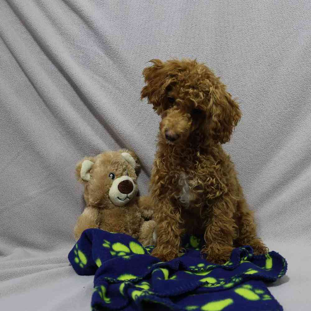 carousel pet images
