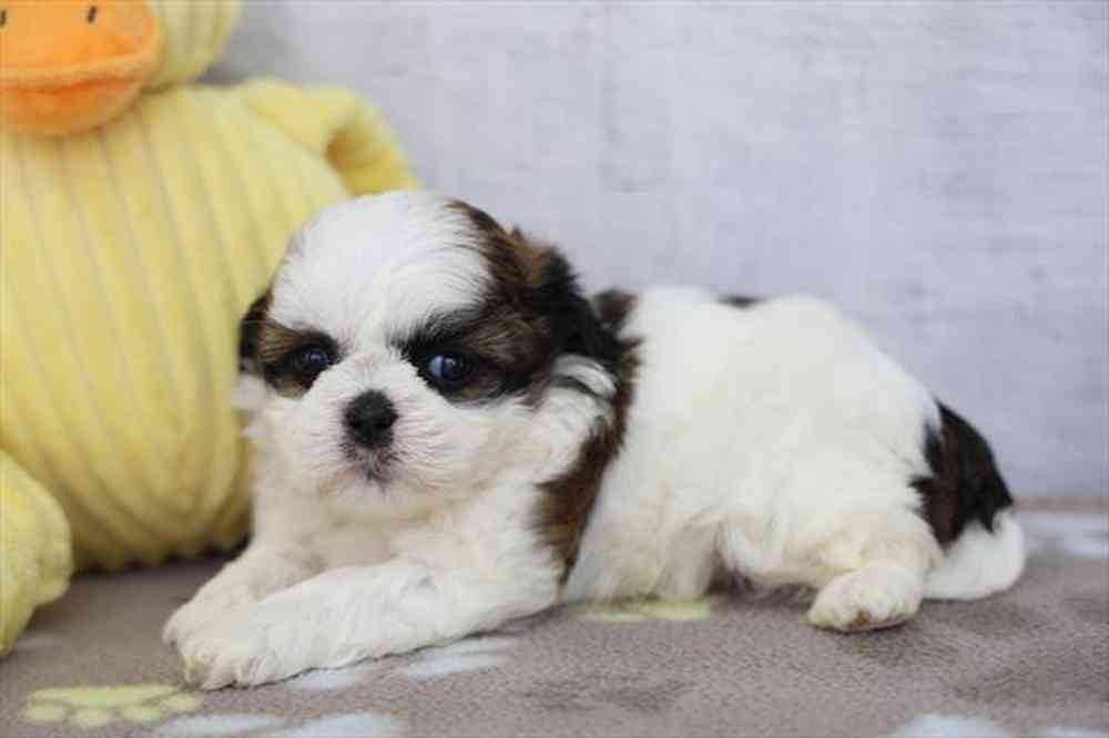 carousel pet images