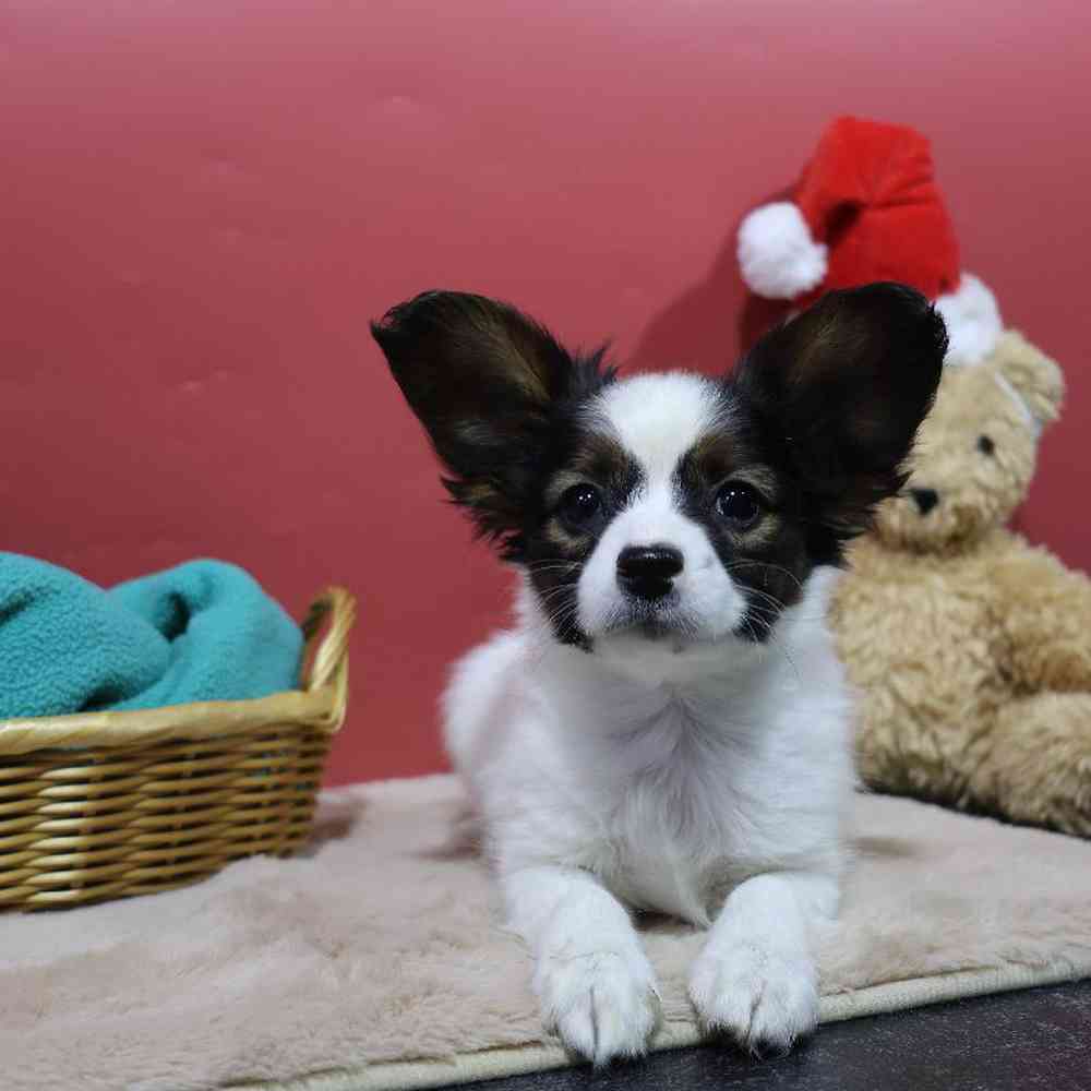 carousel pet images