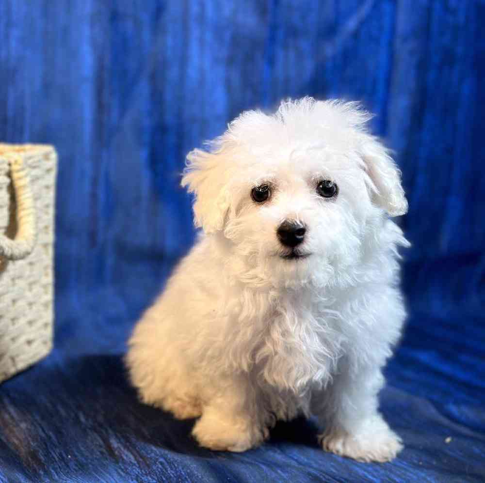 Male Bichon Puppy for Sale in Millersburg, IN