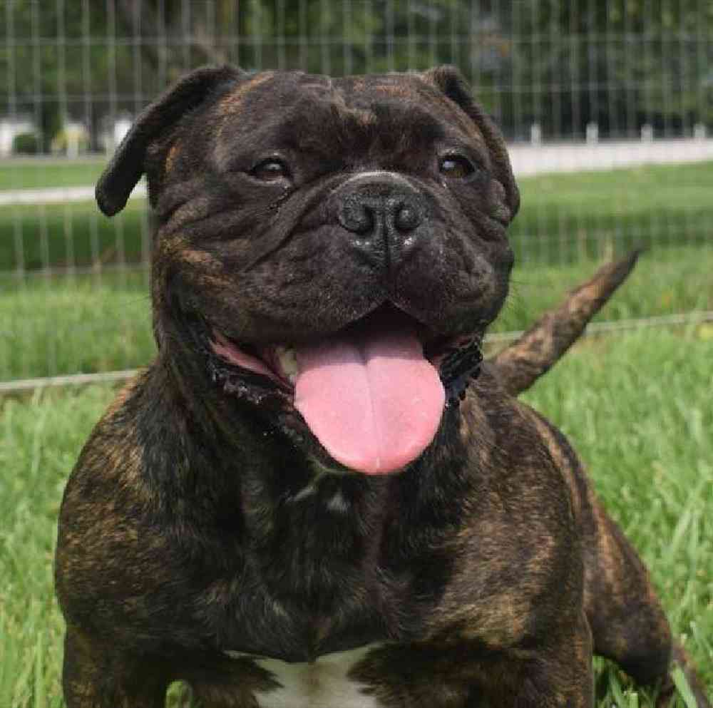 carousel pet images