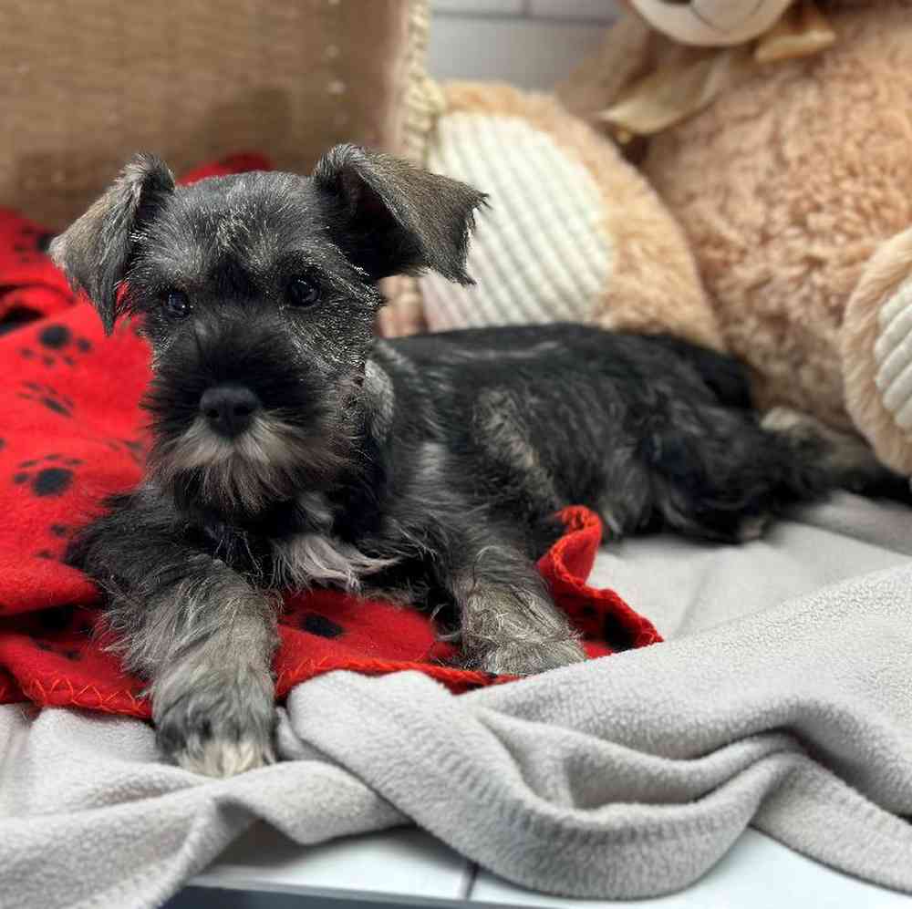 Male Mini Schnauzer Puppy for Sale in Millersburg, IN