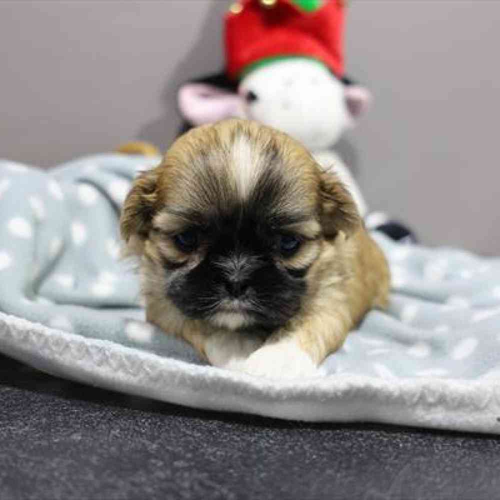 carousel pet images