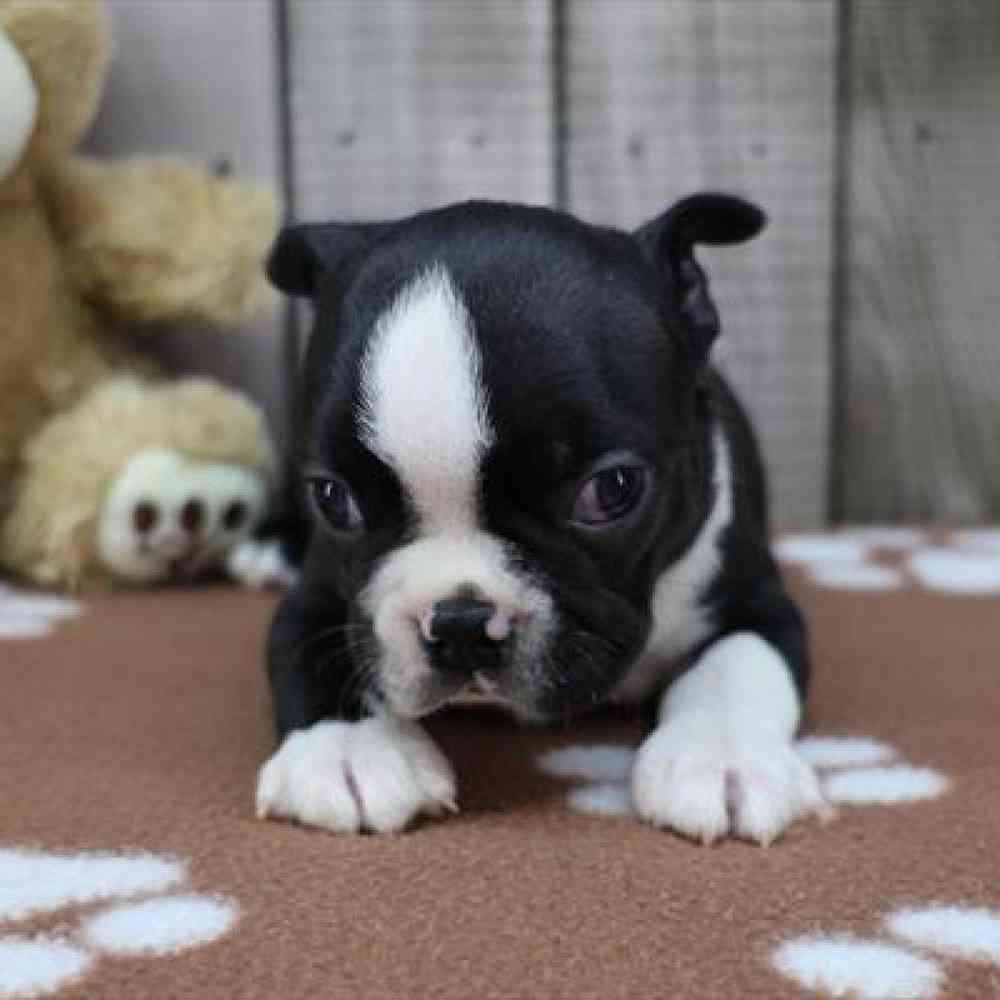 pet-img