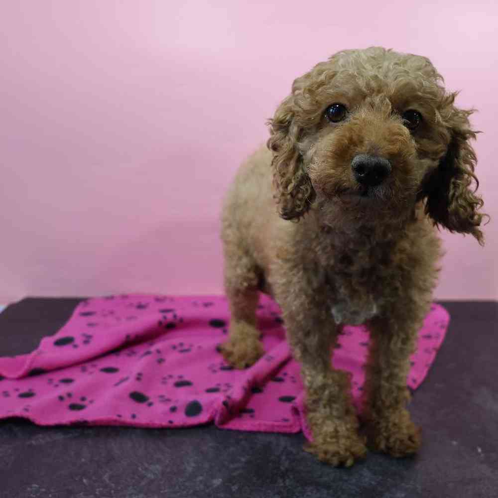 Male Mini Poodle Puppy for Sale in Millersburg, IN