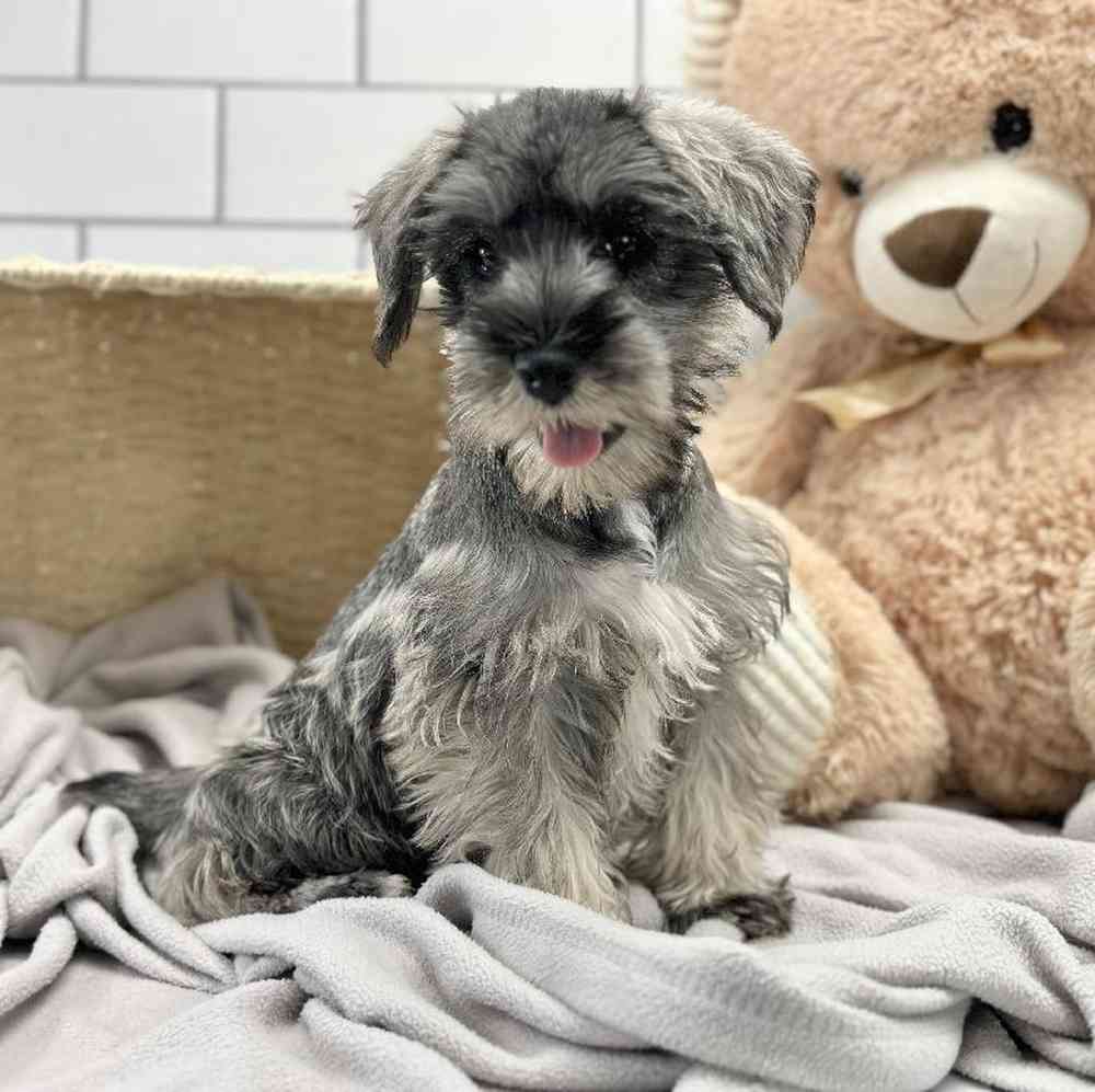 Female Mini Schnauzer Puppy for Sale in Millersburg, IN