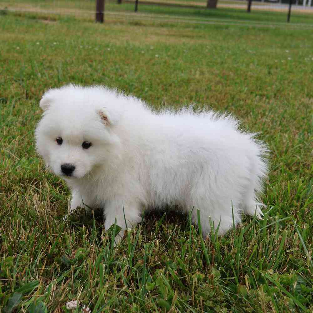 Male Samoyed Puppy for Sale in Millersburg, IN