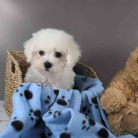 Bichon