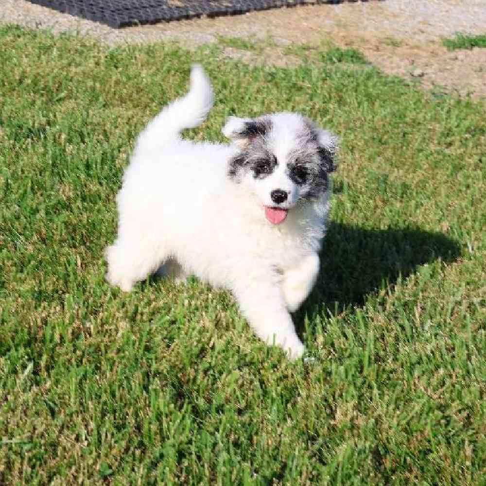 carousel pet images
