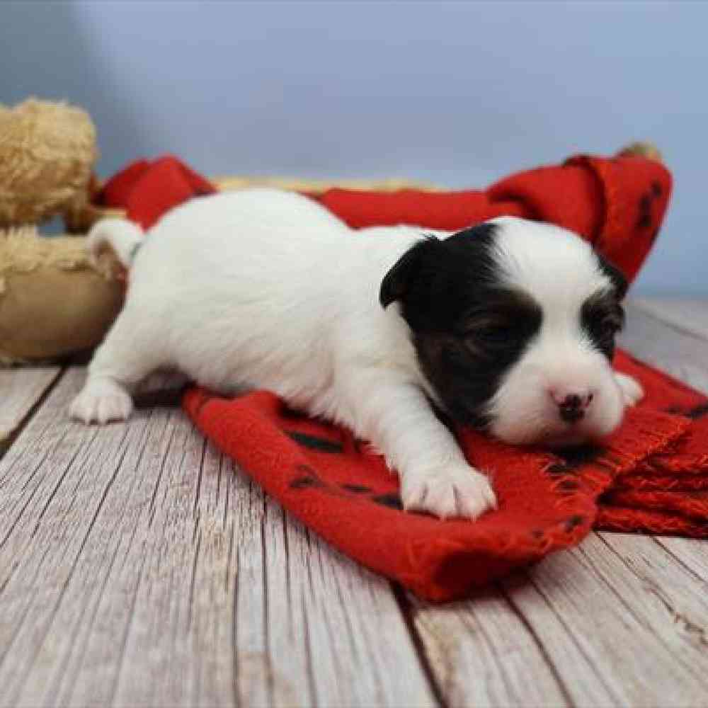 carousel pet images