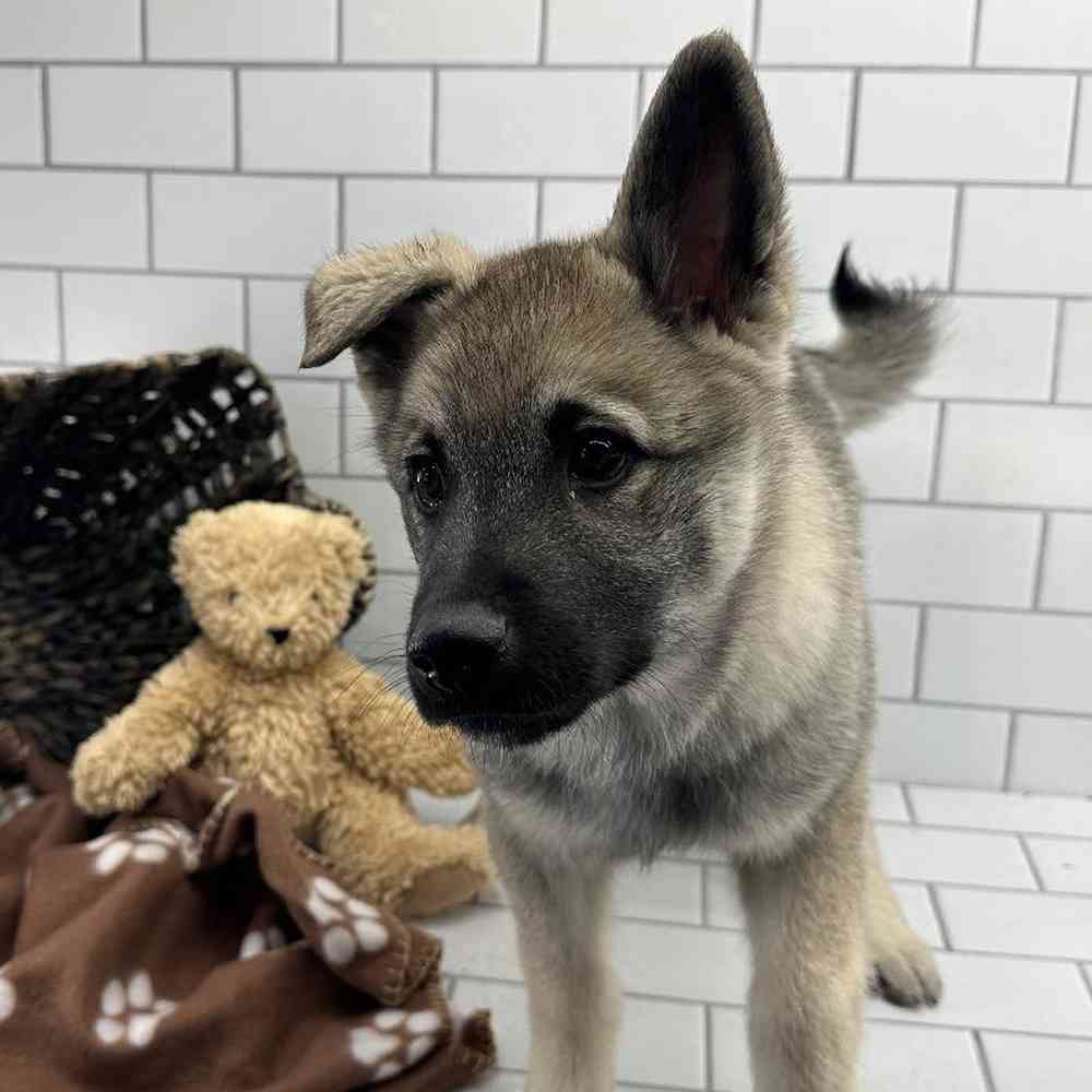 Male Norwegian Elkhound Puppy for Sale in Millersburg, IN