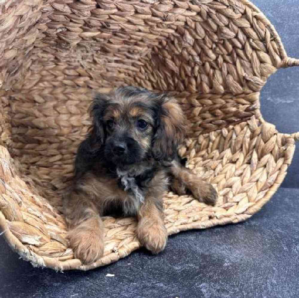 carousel pet images