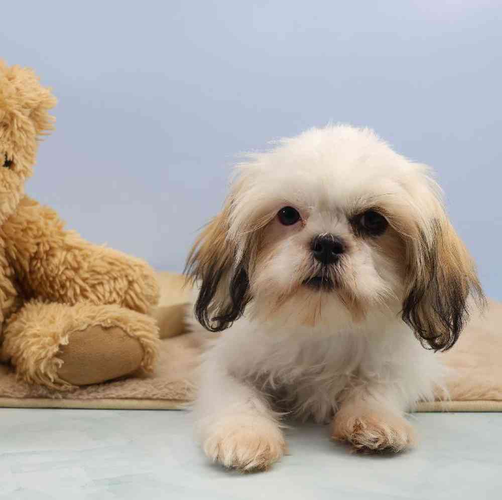 carousel pet images