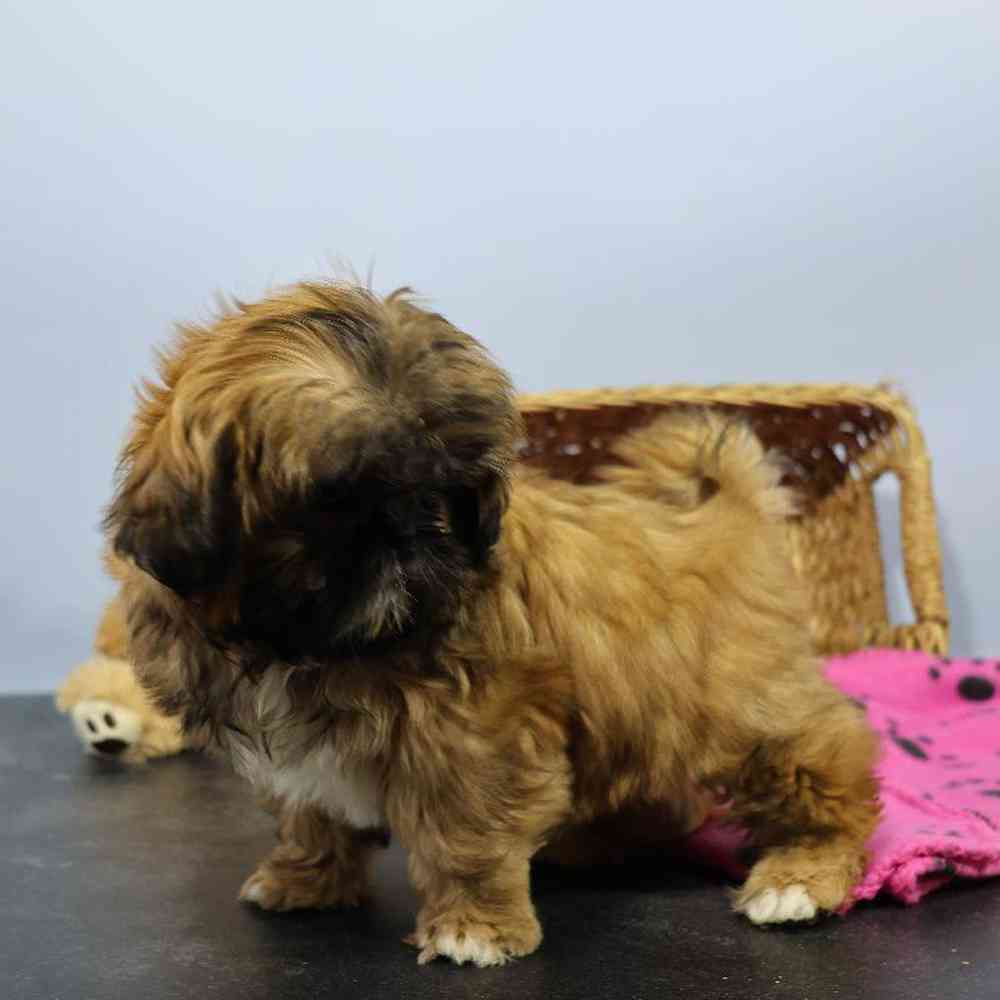 carousel pet images