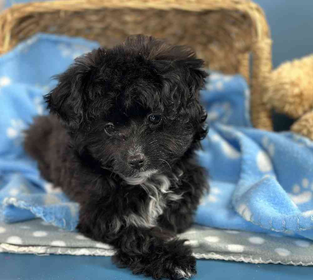 Male Papillon-Toy Poodle Puppy for Sale in Millersburg, IN