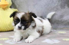 Papillon