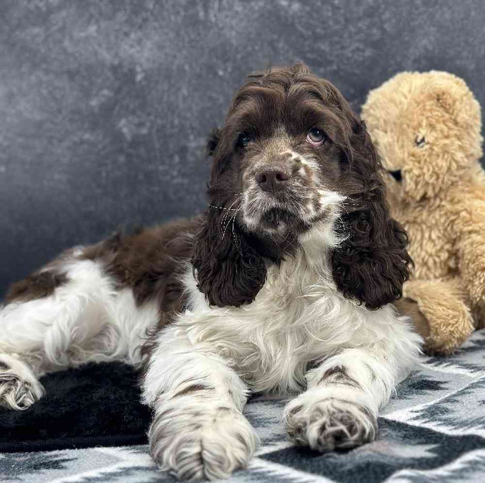 Female Cocker Spaniel Puppy for Sale in Millersburg, IN